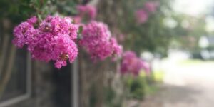 Flowers in a village in Tennesee