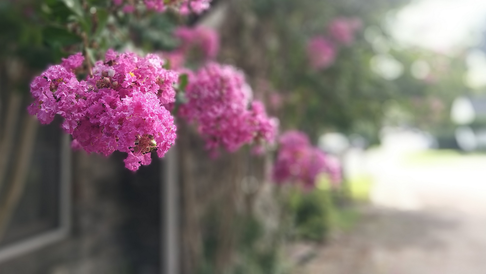 Flowers in a village in Tennesee